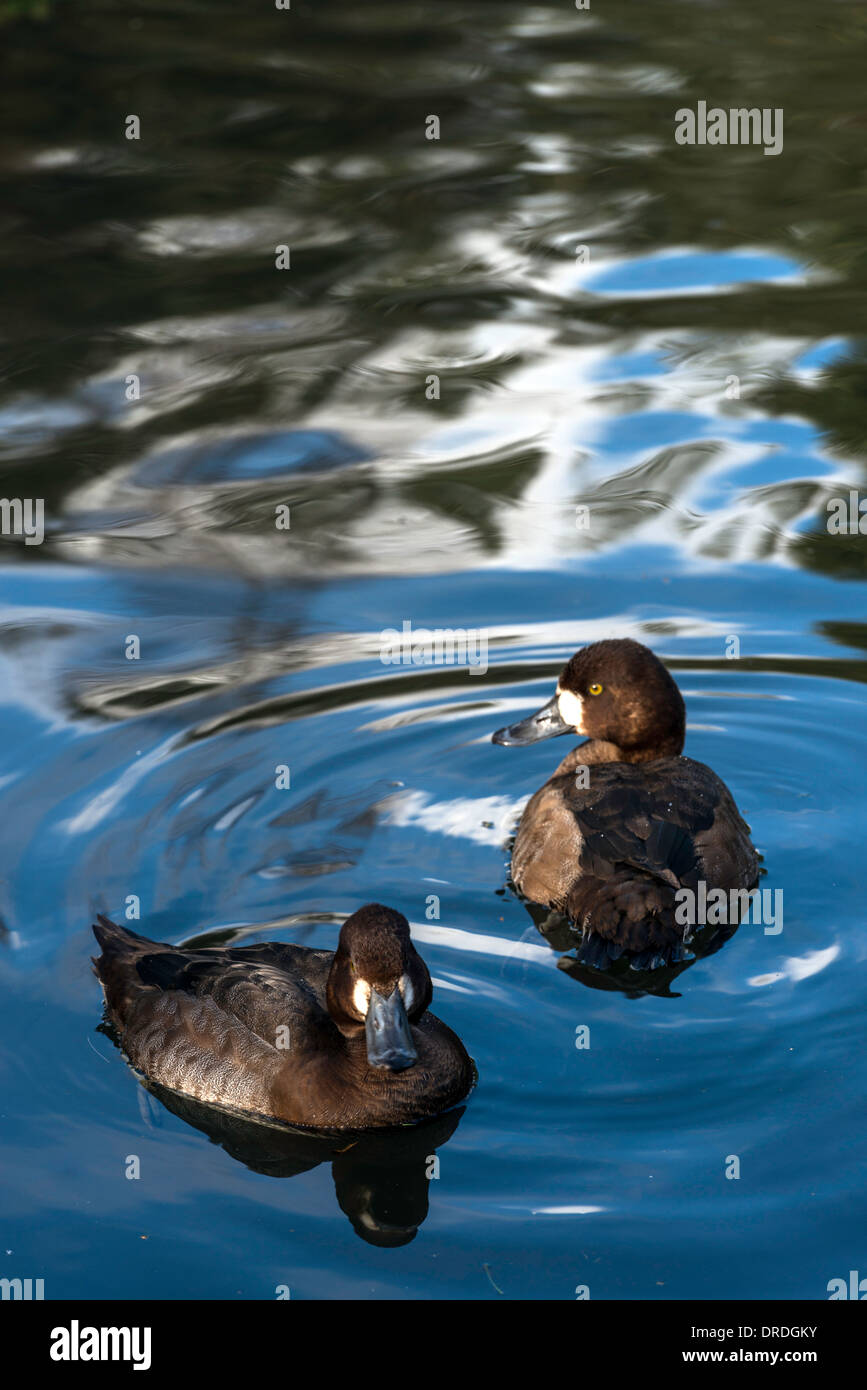 Canard Fuligule milouinan Aythya marila Wetlands Centre Londres Angleterre Grande-bretagne UK Banque D'Images