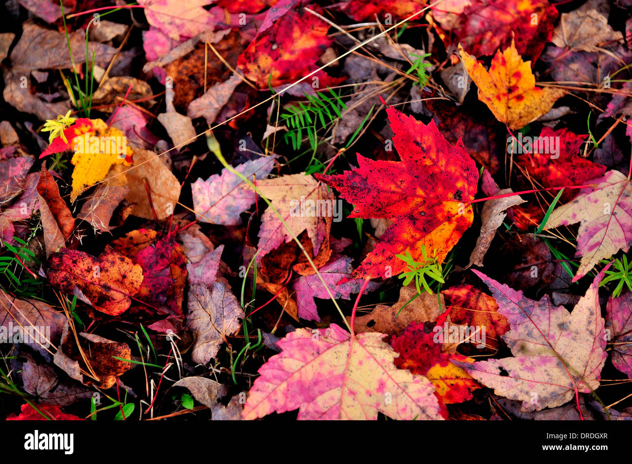 Un tapis de feuilles d'érable portant sur le sol forestier Banque D'Images