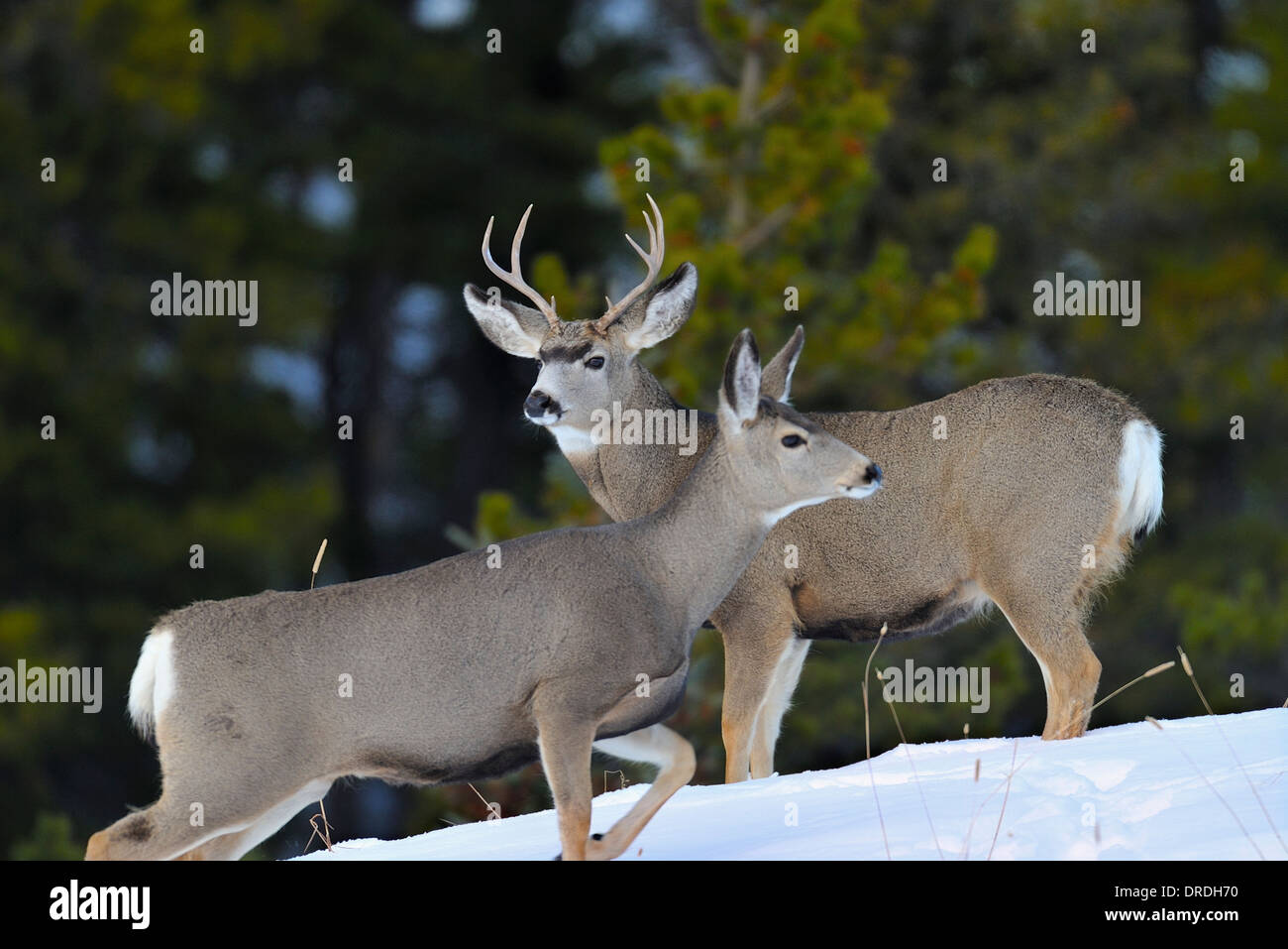 Le cerf mulet un dollar et une biche en interaction les uns avec les autres Banque D'Images