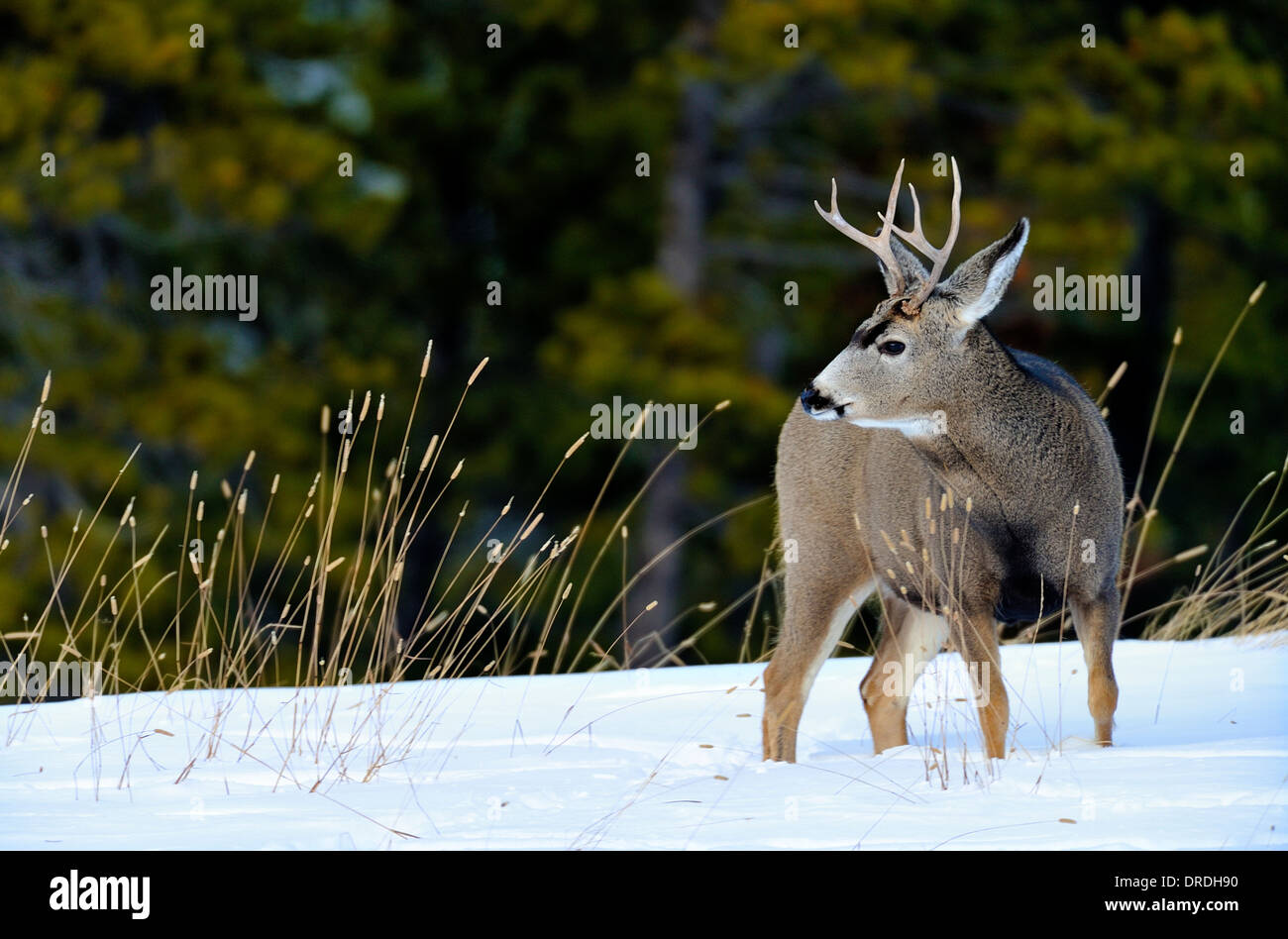 Une mule deer buck tournant autour de regarder où il vient chez nous. Banque D'Images