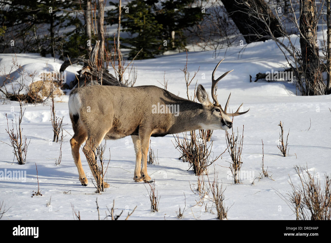Un mâle adulte le cerf mulet, l'alimentation sur certains plants de saule Banque D'Images