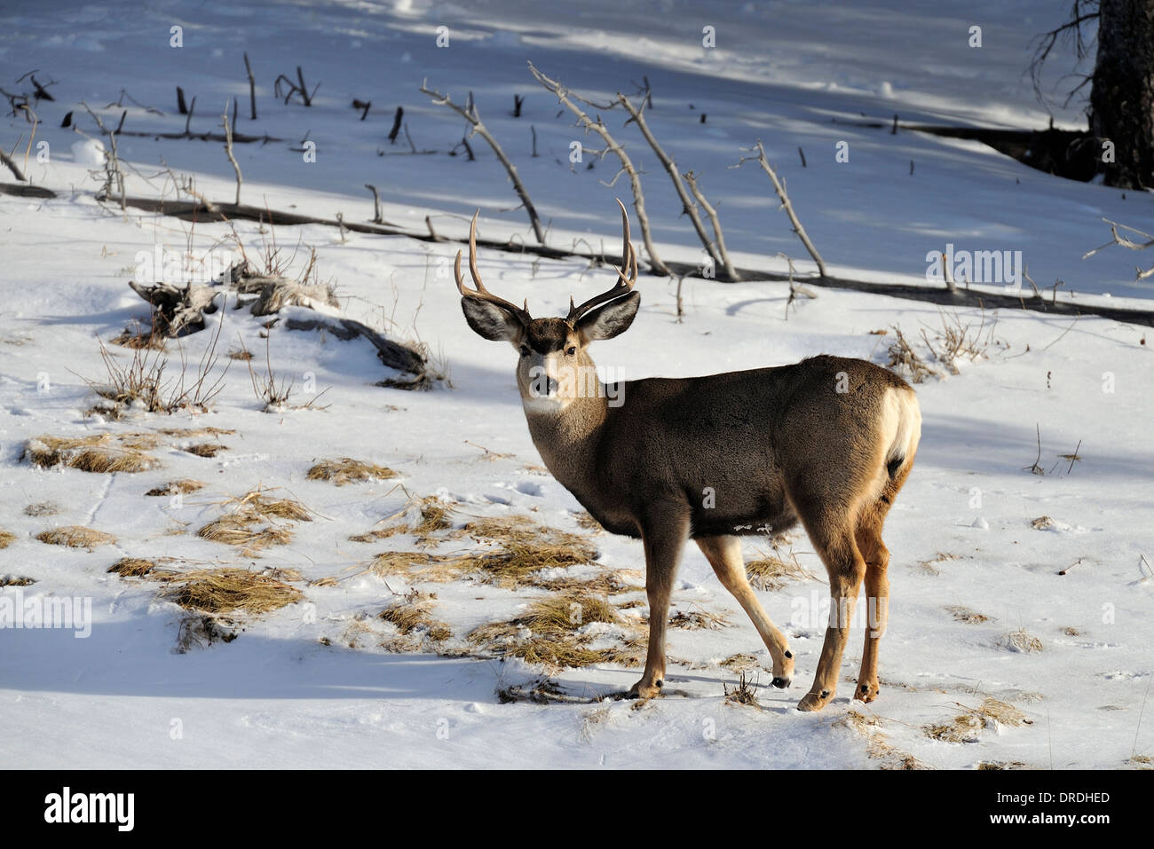 Une mule deer buck debout sur une colline boisée Banque D'Images