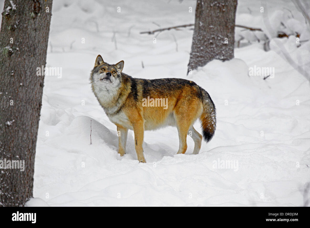Le loup gris d'Europe dans une forêt enneigée qui regarde vers le haut Banque D'Images