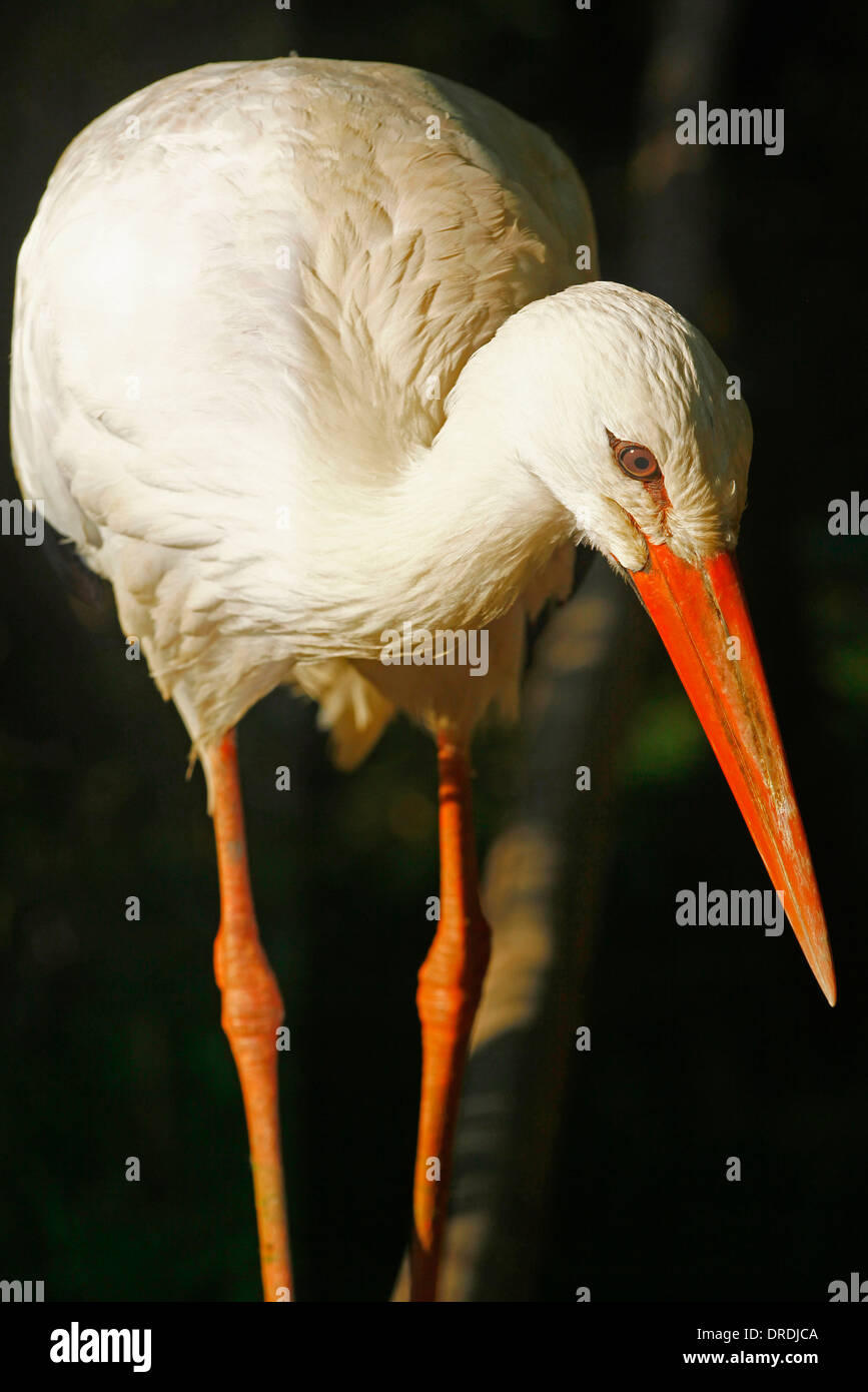 Cigogne Blanche (Ciconia ciconia) libre avec le big red bill en premier plan Banque D'Images