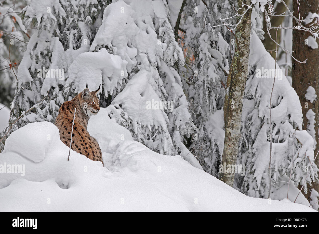Lynx eurasien dans une forêt enneigée Banque D'Images