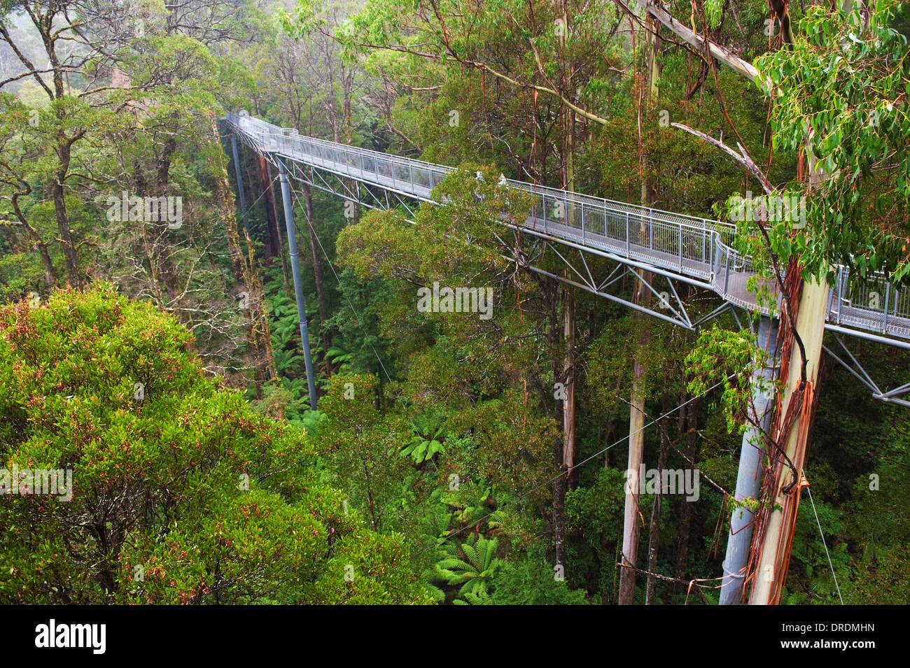 La passerelle en acier Otway Fly dans la forêt tropicale jusqu'à 30 mètres au-dessus du niveau du sol,Great Ocean Road, l'Australie Banque D'Images