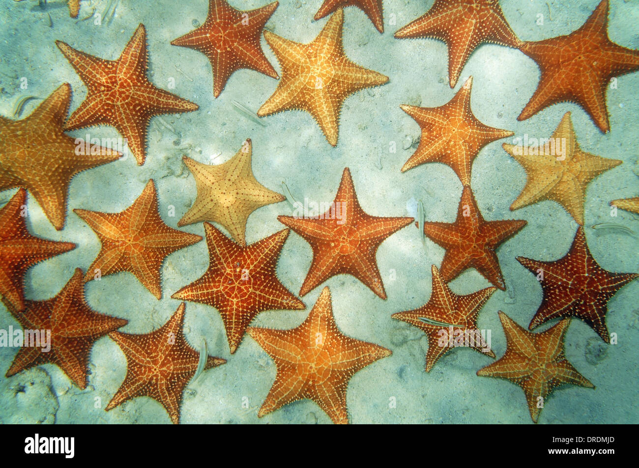 Coussin d'étoiles de mer sous l'eau dans la mer des Caraïbes sur un fond marin sablonneux Banque D'Images