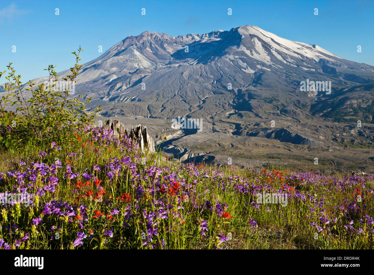 Mont Saint Helens au-dessus des fleurs des champs sur la crête de Johnstone, le Mont Saint Helens, Washington Monument Volcanique National. Banque D'Images