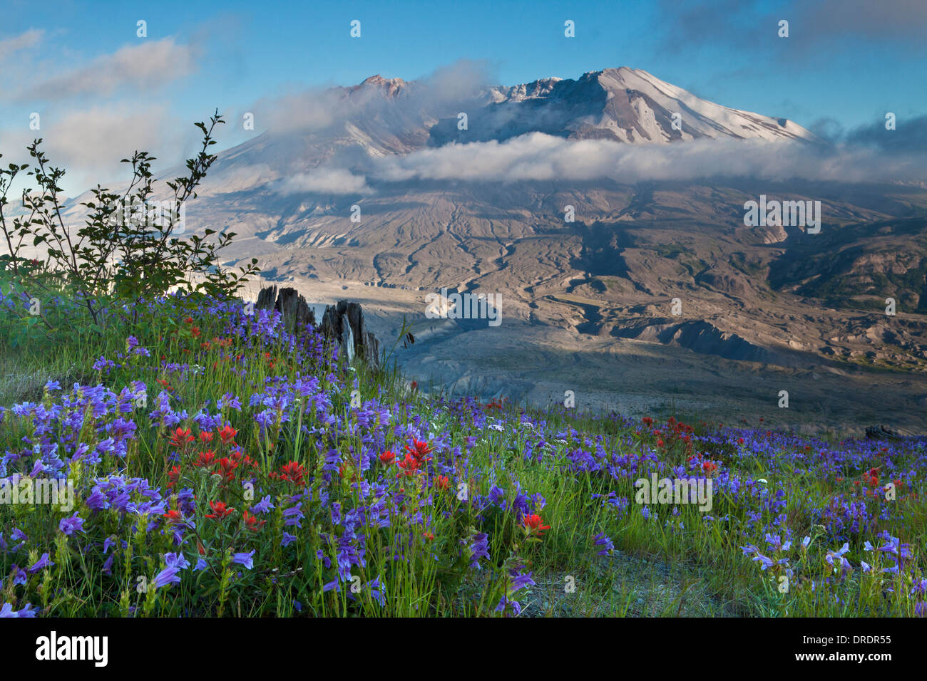 Mont Saint Helens au-dessus des fleurs des champs sur la crête de Johnstone, le Mont Saint Helens, Washington Monument Volcanique National. Banque D'Images