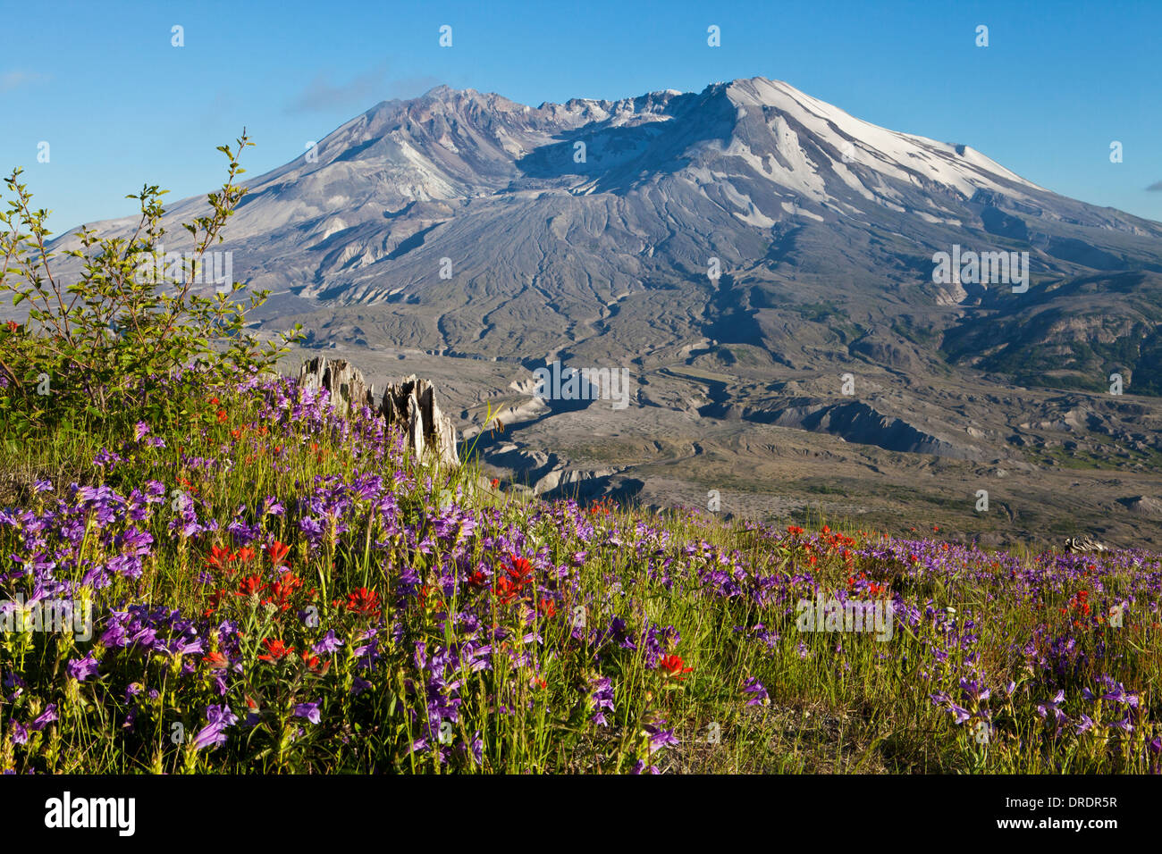 Mont Saint Helens au-dessus des fleurs des champs sur la crête de Johnstone, le Mont Saint Helens, Washington Monument Volcanique National. Banque D'Images