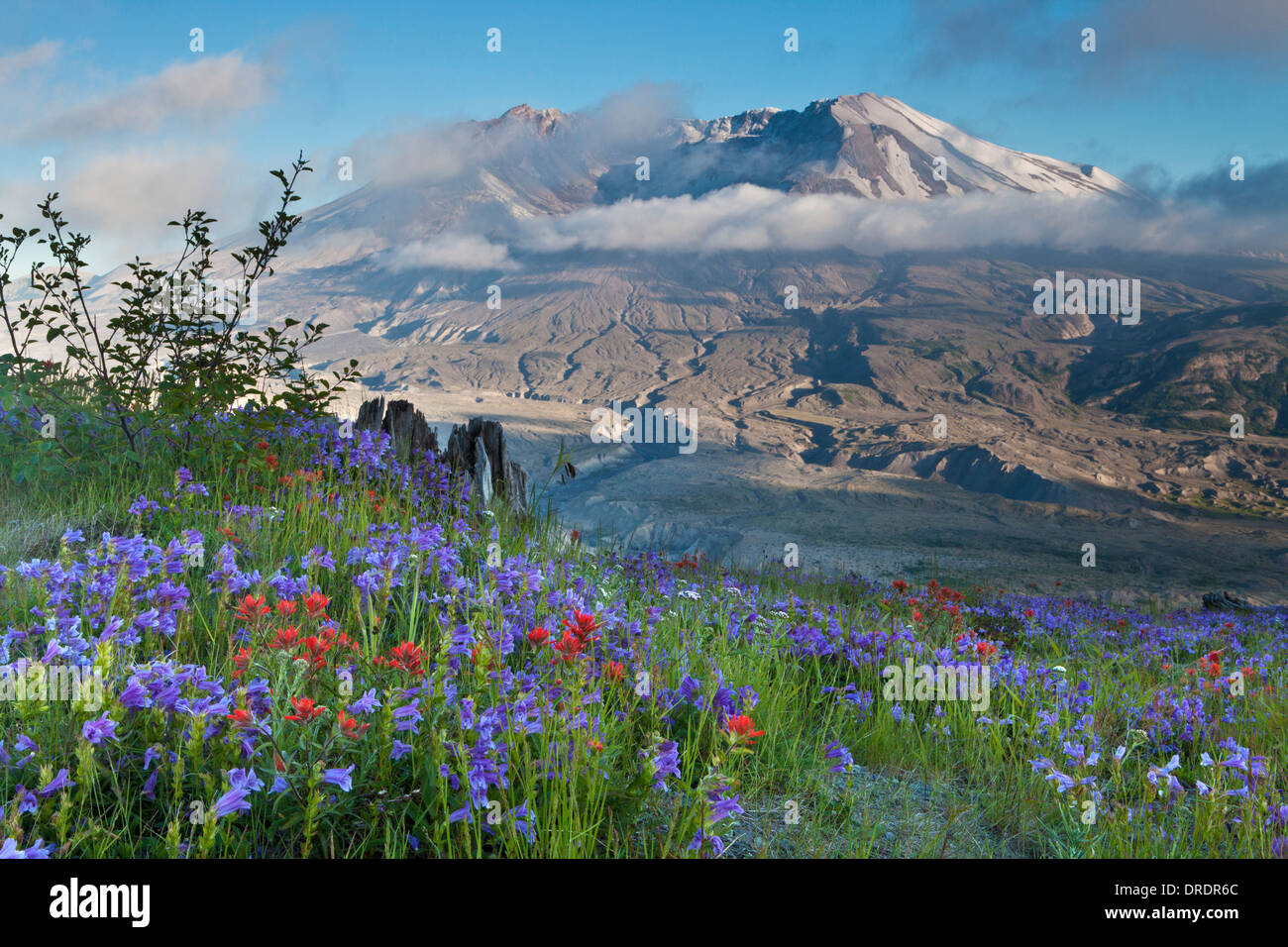 Mont Saint Helens au-dessus des fleurs des champs sur la crête de Johnstone, le Mont Saint Helens, Washington Monument Volcanique National. Banque D'Images