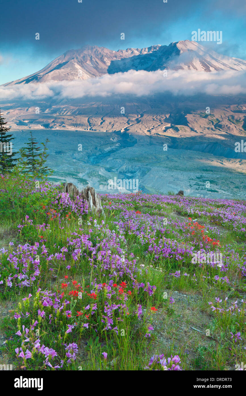 Mont Saint Helens au-dessus des fleurs des champs sur la crête de Johnstone, le Mont Saint Helens, Washington Monument Volcanique National. Banque D'Images