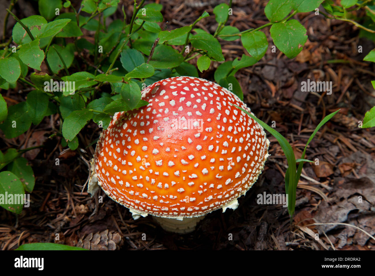 Close-up of a wild mushroom (Amanita muscaria) croissant dans les Pecos désert à l'extérieur de Santa Fe, Nouveau Mexique. Banque D'Images