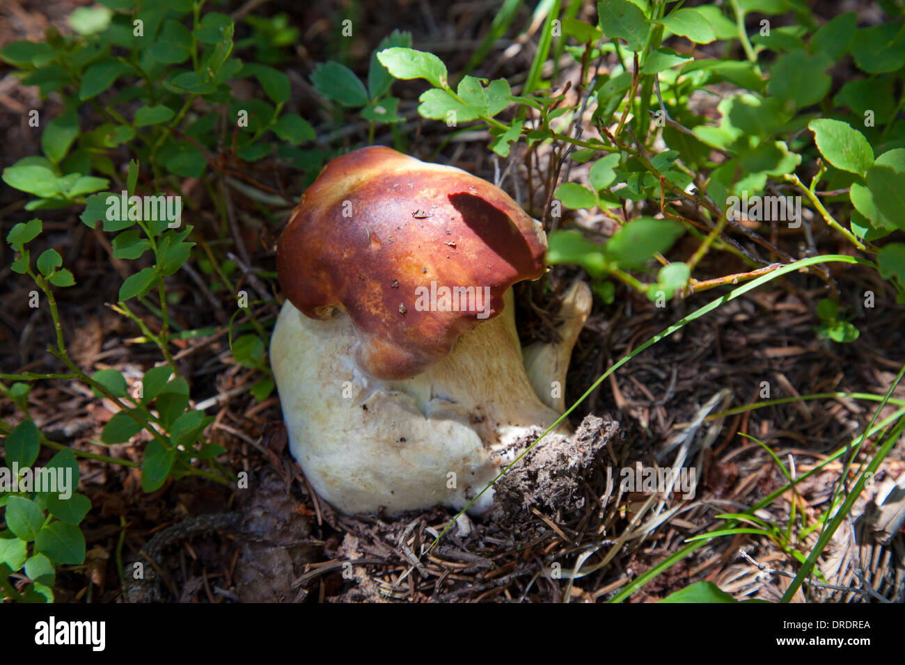 Close-up of a culture des champignons sauvages dans la nature sauvage Pecos à l'extérieur de Santa Fe, Nouveau Mexique. Banque D'Images
