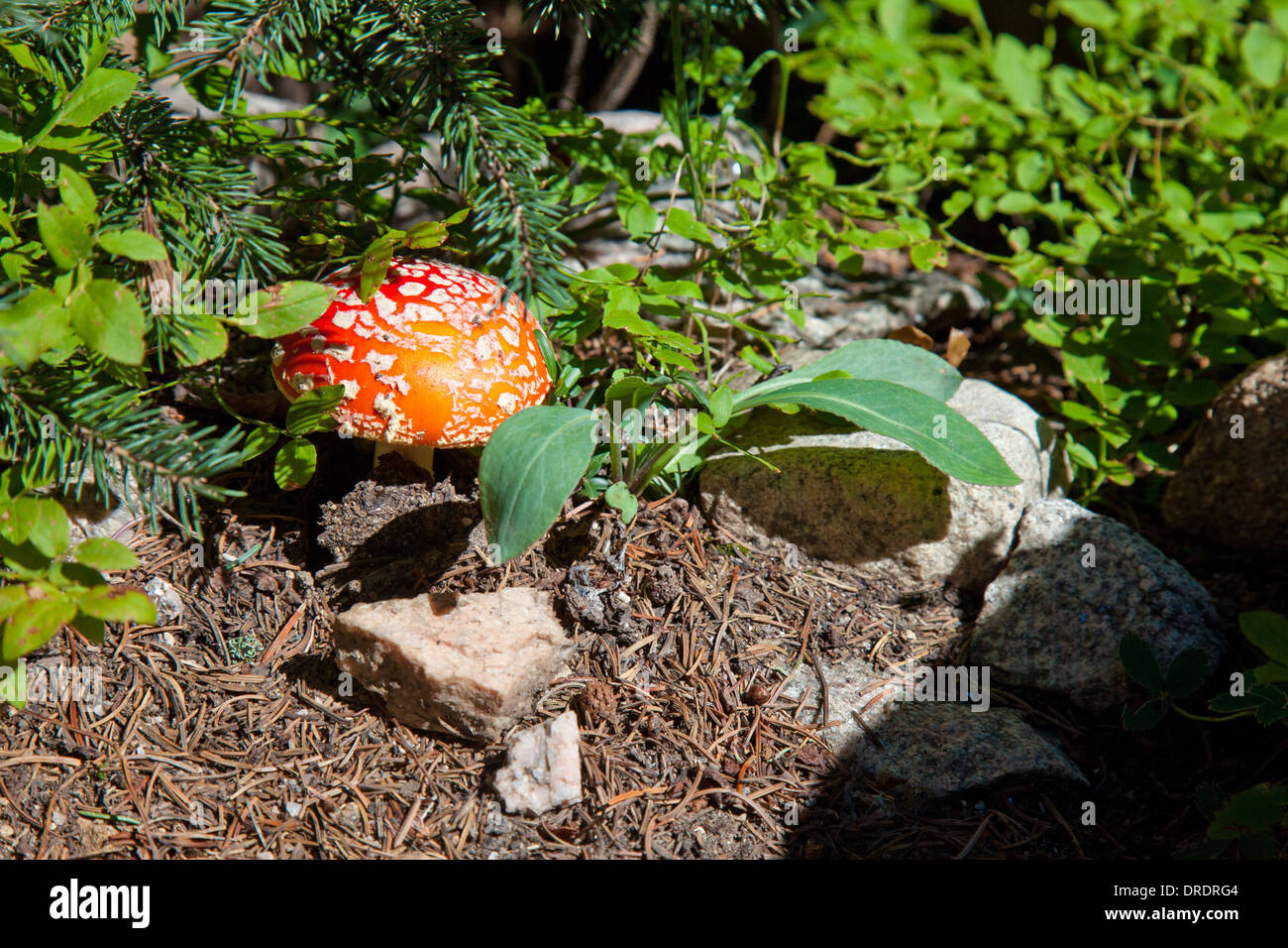 Close-up of a wild mushroom (Amanita muscaria) croissant dans les Pecos désert à l'extérieur de Santa Fe, Nouveau Mexique. Banque D'Images