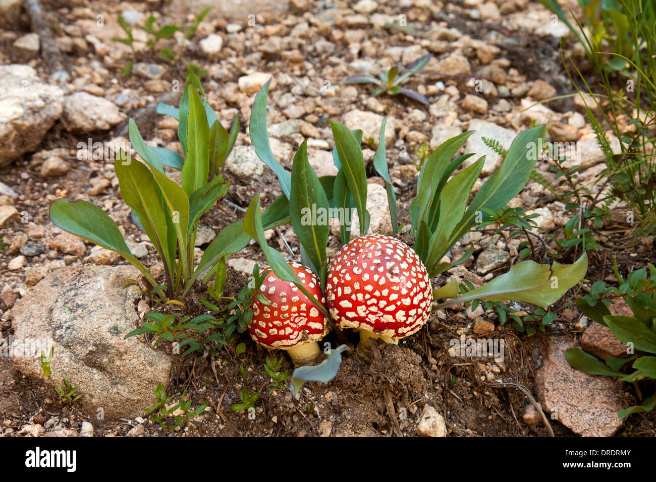 Close-up de champignons (Amanita muscaria) croissant dans les Pecos désert à l'extérieur de Santa Fe, Nouveau Mexique. Banque D'Images