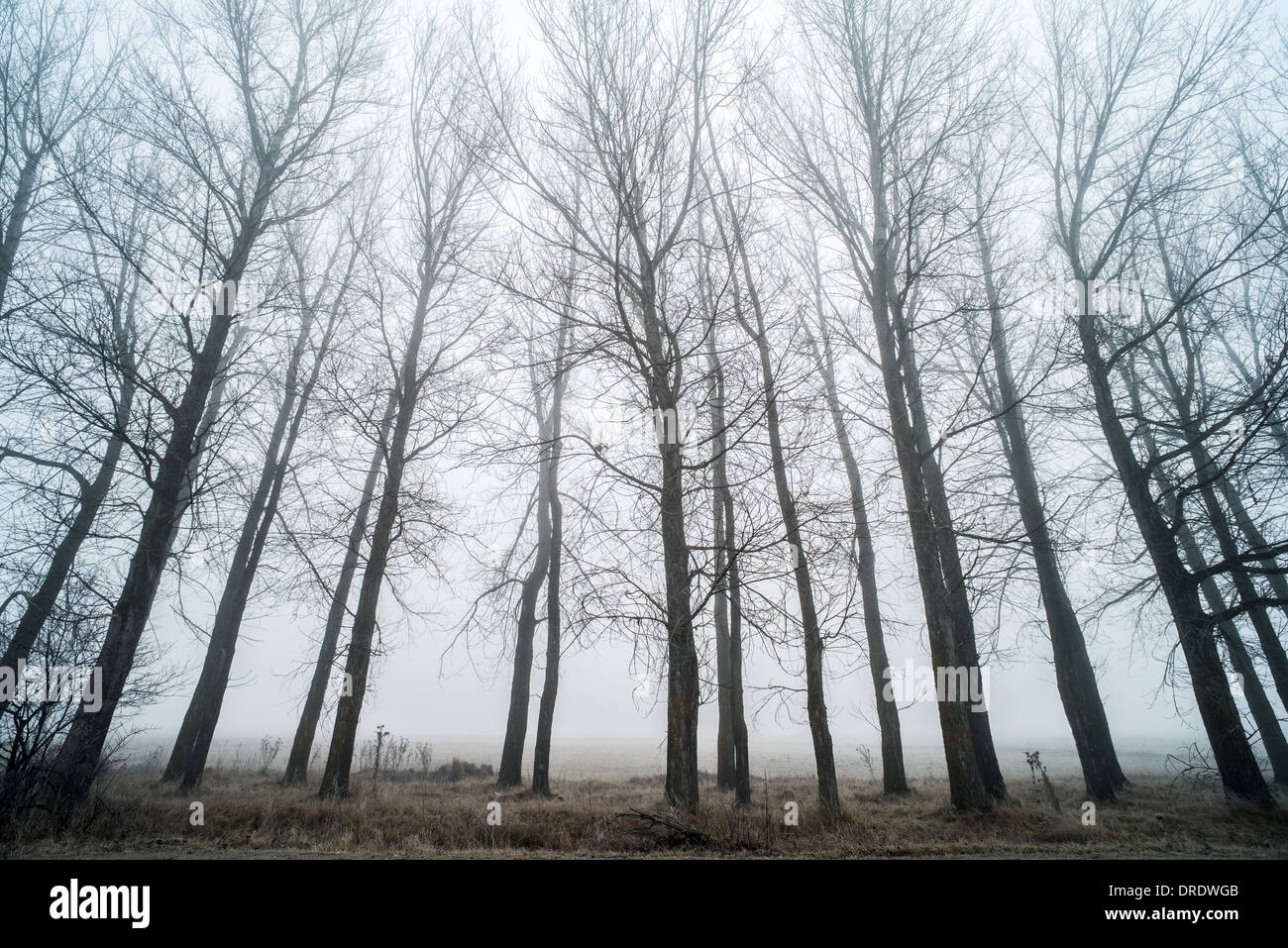 Grands arbres dans le brouillard. Et le brouillard de la forêt Banque D'Images Grands arbres dans le brouillard. Et le brouillard de la forêt Banque D'Images