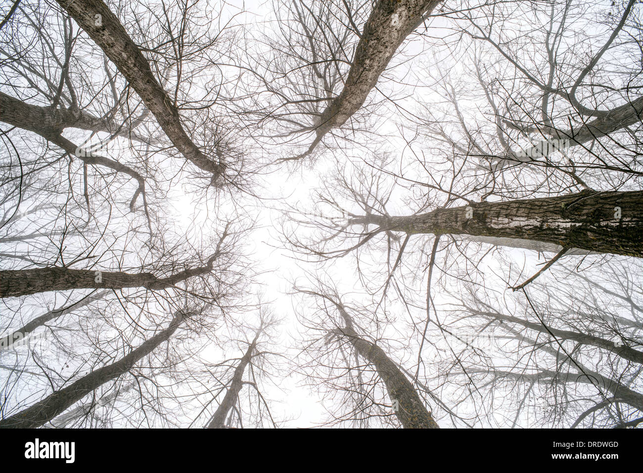 Grands arbres dans le brouillard. Et le brouillard de la forêt Banque D'Images Grands arbres dans le brouillard. Et le brouillard de la forêt Banque D'Images
