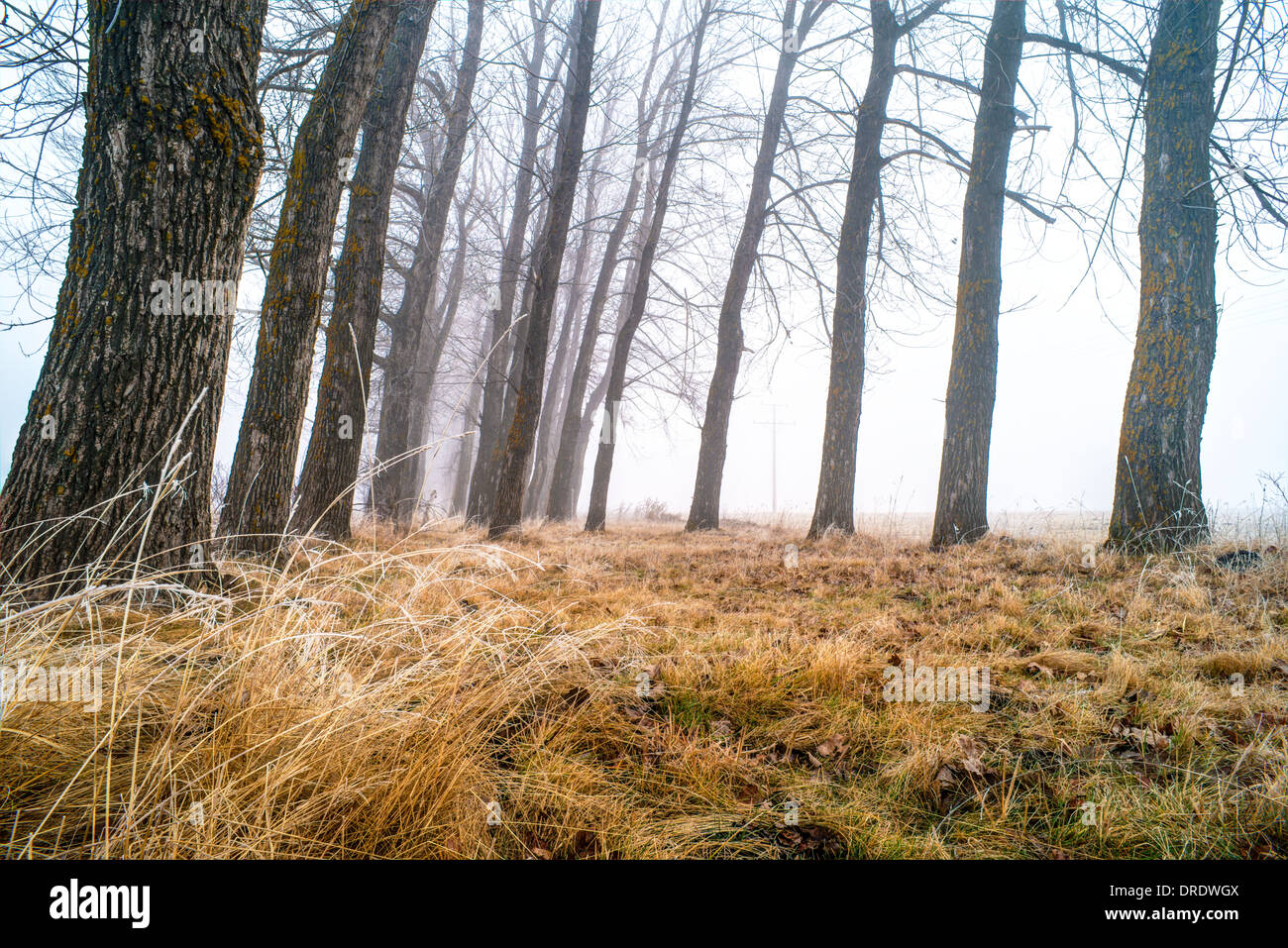 Grands arbres dans le brouillard. Et le brouillard de la forêt Banque D'Images Grands arbres dans le brouillard. Et le brouillard de la forêt Banque D'Images