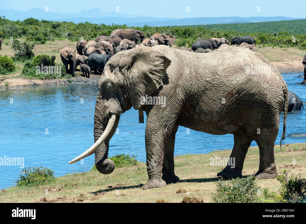 Bull Elephant (Loxodonta africana) avec suivi au col Gwarrie Pan waterhole, Addo Elephant Park, Eastern Cape, Afrique du Sud Banque D'Images