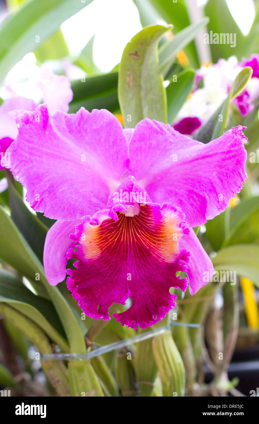 Close up de Cattleya orchid flower. Banque D'Images
