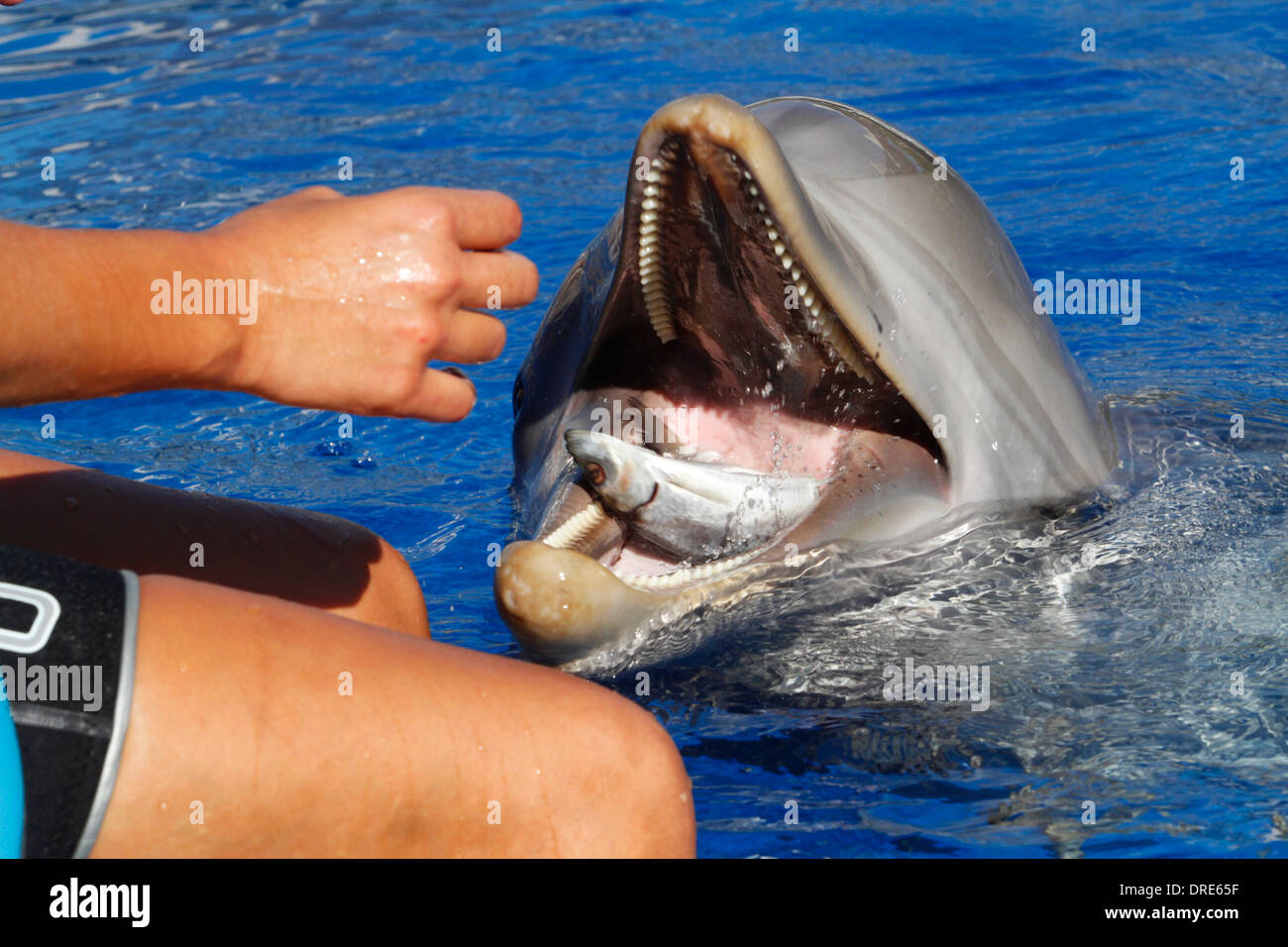 Vu de ses dauphins trainer sur un parc marin dans l'île de Majorque, Espagne Banque D'Images