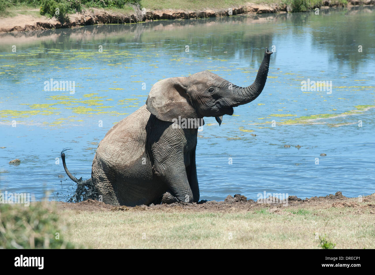 Elephant (Loxodonta africana) en agitant son tronc assis dans l'eau d'Gwarrie Pan, Addo Elephant Park, Afrique du Sud Banque D'Images
