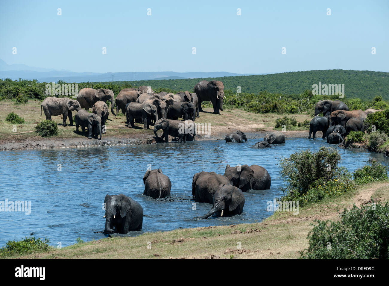 Les éléphants (Loxodonta africana) à Gwarrie Pan waterhole, Addo Elephant Park, Eastern Cape, Afrique du Sud Banque D'Images