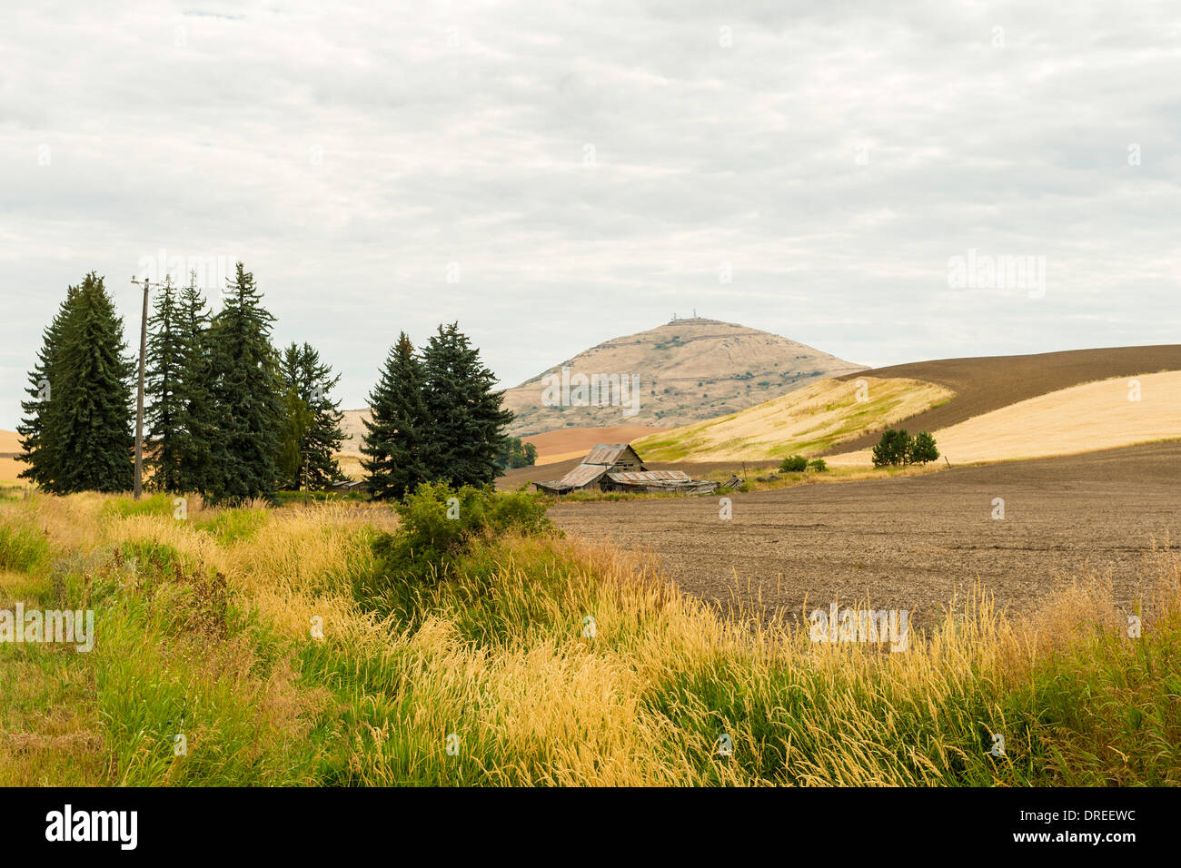 Avis de Steptoe Butte, une île de quartzite de monter au-dessus de la Palouse hills de Whitman County, Washington, USA Banque D'Images