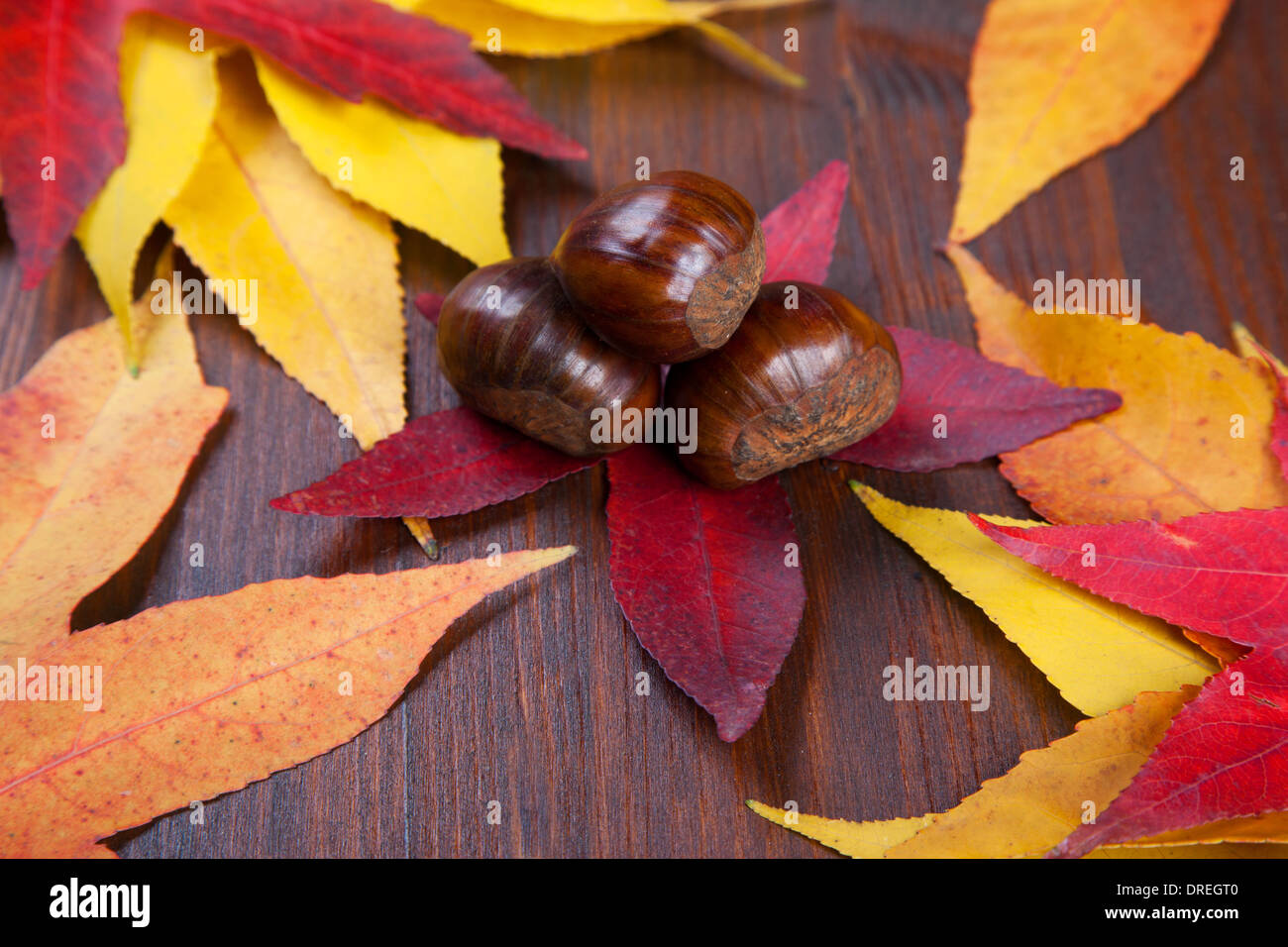 Châtaignes - fruits d'automne Banque D'Images