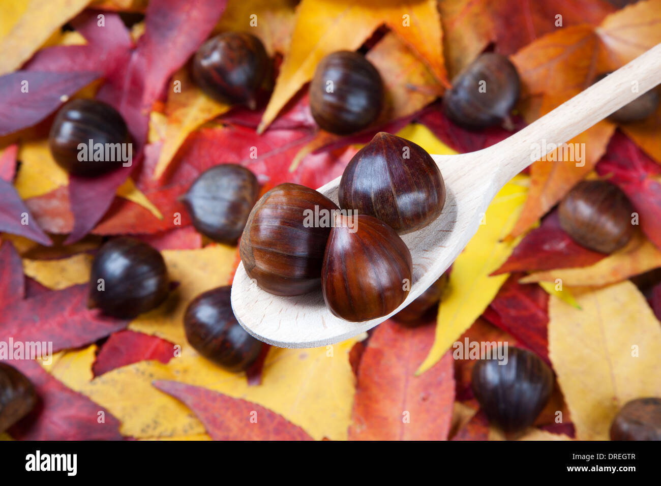 Châtaignes - fruits d'automne Banque D'Images