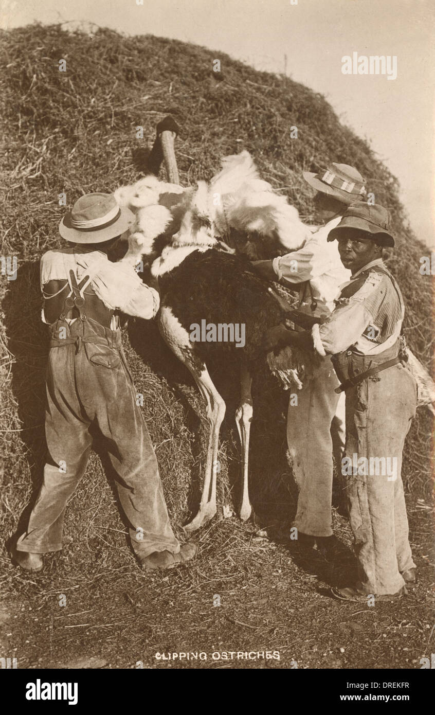 Plumes d'autruche d'écrêtage - Afrique du Sud Banque D'Images