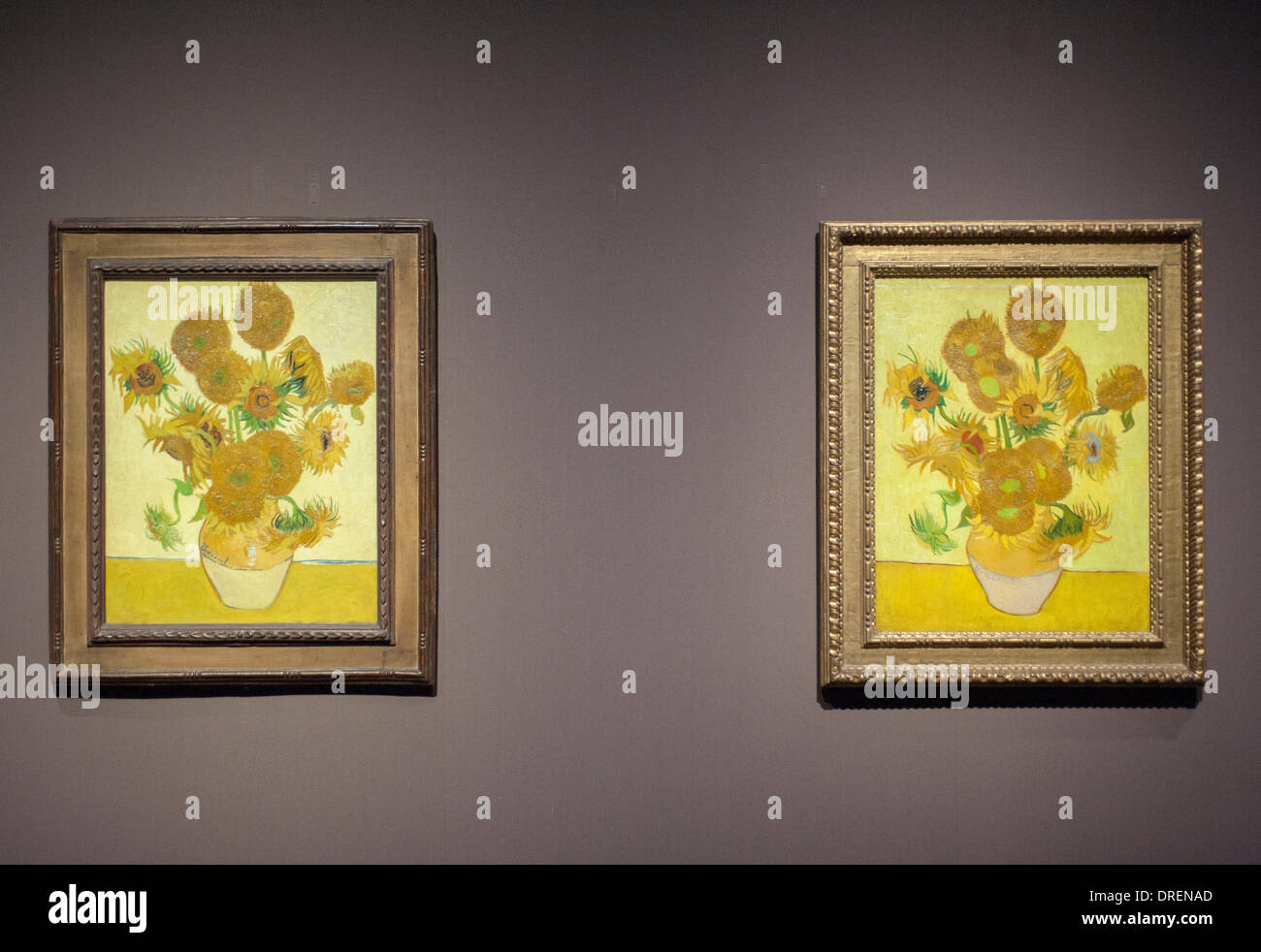 24.1.14, la National Gallery, Londres, Royaume-Uni. Appuyez sur Voir - à partir de 25 janvier 2014 jusqu'au 27 avril, deux versions de Le tournesol peut être vu côte à côte. Les tableaux de la National Gallery, Londres, et le musée Van Gogh, Amsterdam, se sont réunis pour la première fois en 65 ans. Banque D'Images