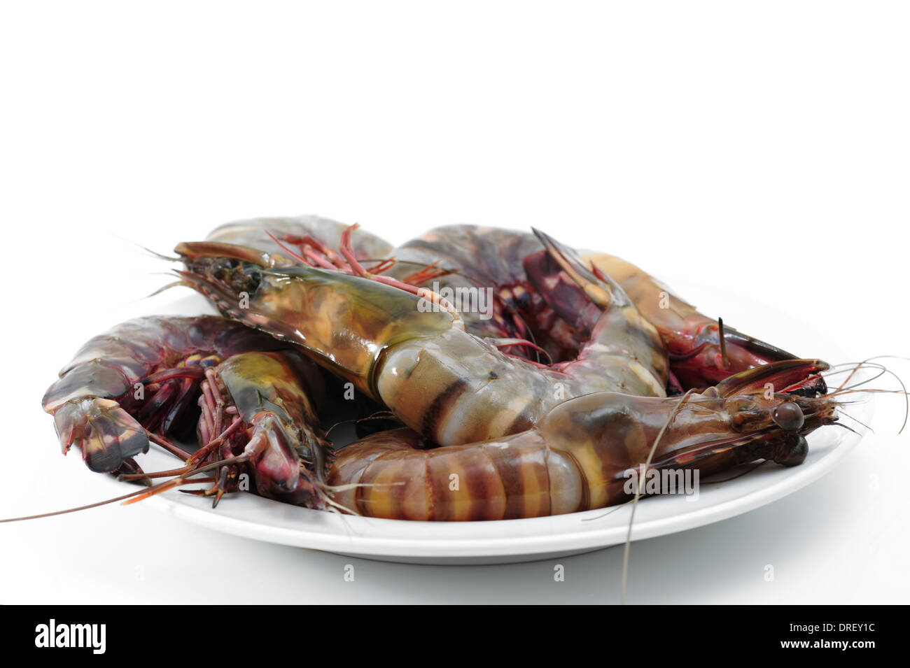 Crevettes tigrées isolated on white Banque D'Images
