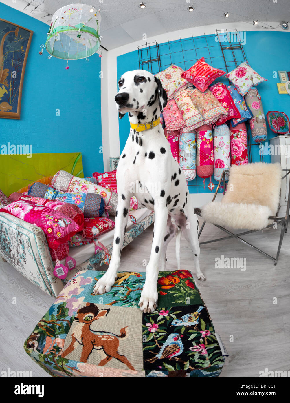 Un chien Dalmatien (Canis lupus familiaris) dans une boutique de décoration. Chien dalmatien dans un magasin de décoration. Banque D'Images