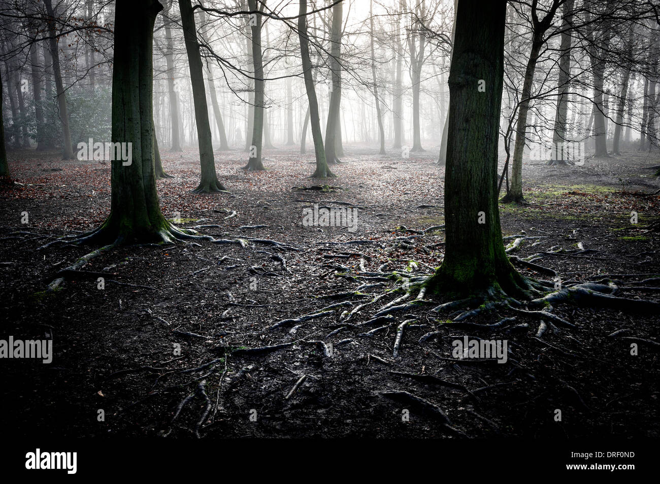 Un épais brouillard enveloppant la forêt dans la campagne de l'Essex. Banque D'Images
