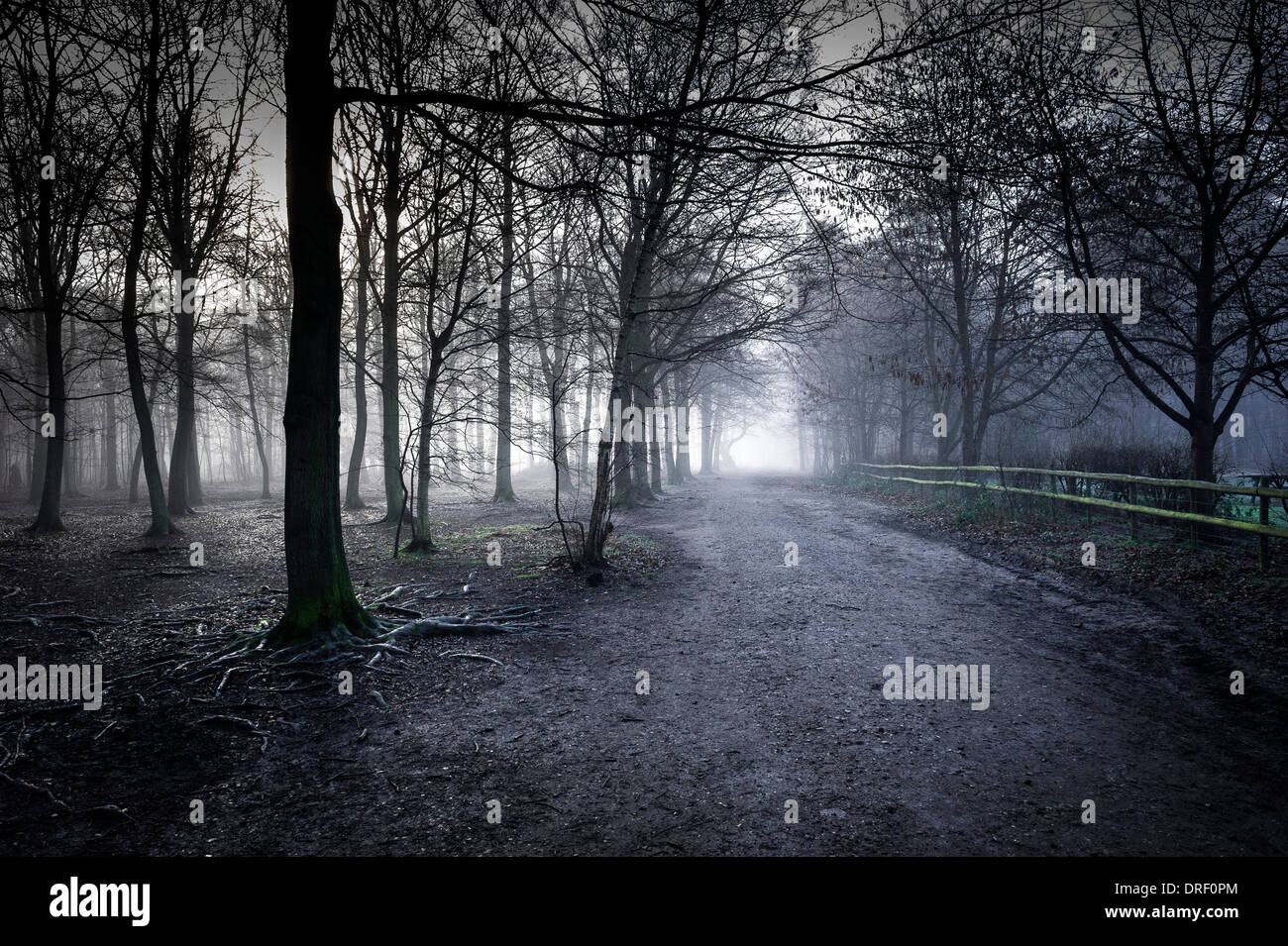 Un épais brouillard enveloppant la forêt dans la campagne de l'Essex. Banque D'Images