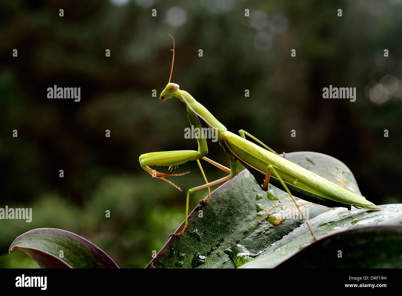 European Mantis mante religieuse, ou Mantis religiosa Banque D'Images