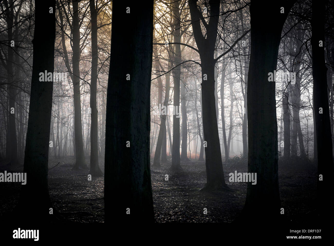 Le brouillard enveloppant la forêt dans la campagne de l'Essex. Banque D'Images