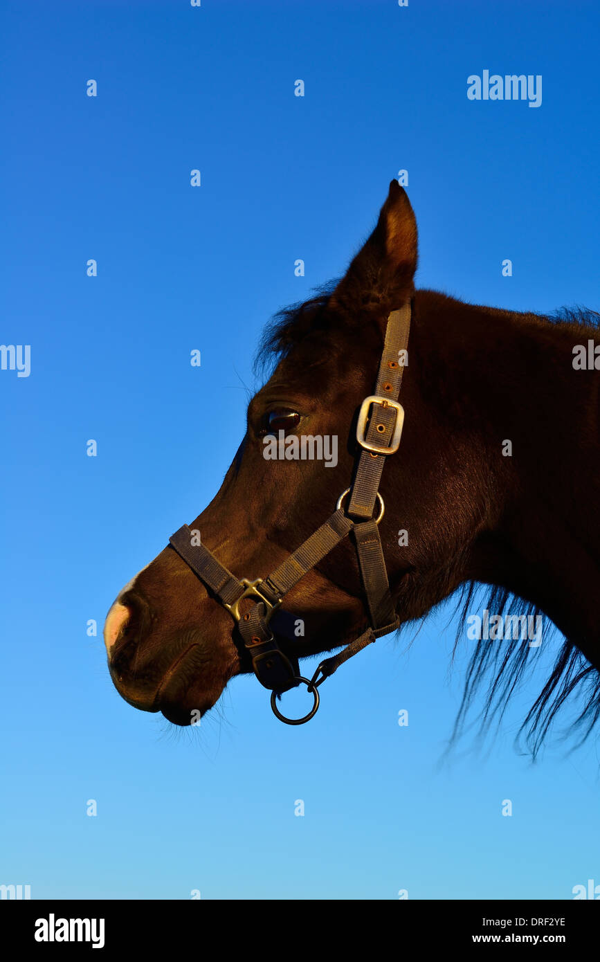 Arabian mare noire,portrait head shot. Banque D'Images