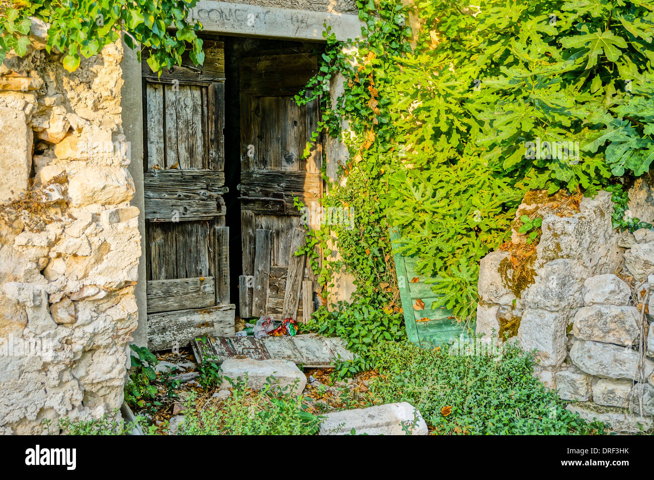 Ancienne porte d'entrée en bois d'une maison abandonnée. un figuier est de plus en plus par dessus le mur dans la chambre. Banque D'Images