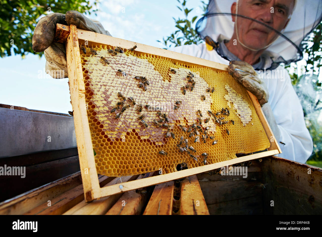 Nid d'apiculteur Holding dans jardin, Italy, Europe Banque D'Images
