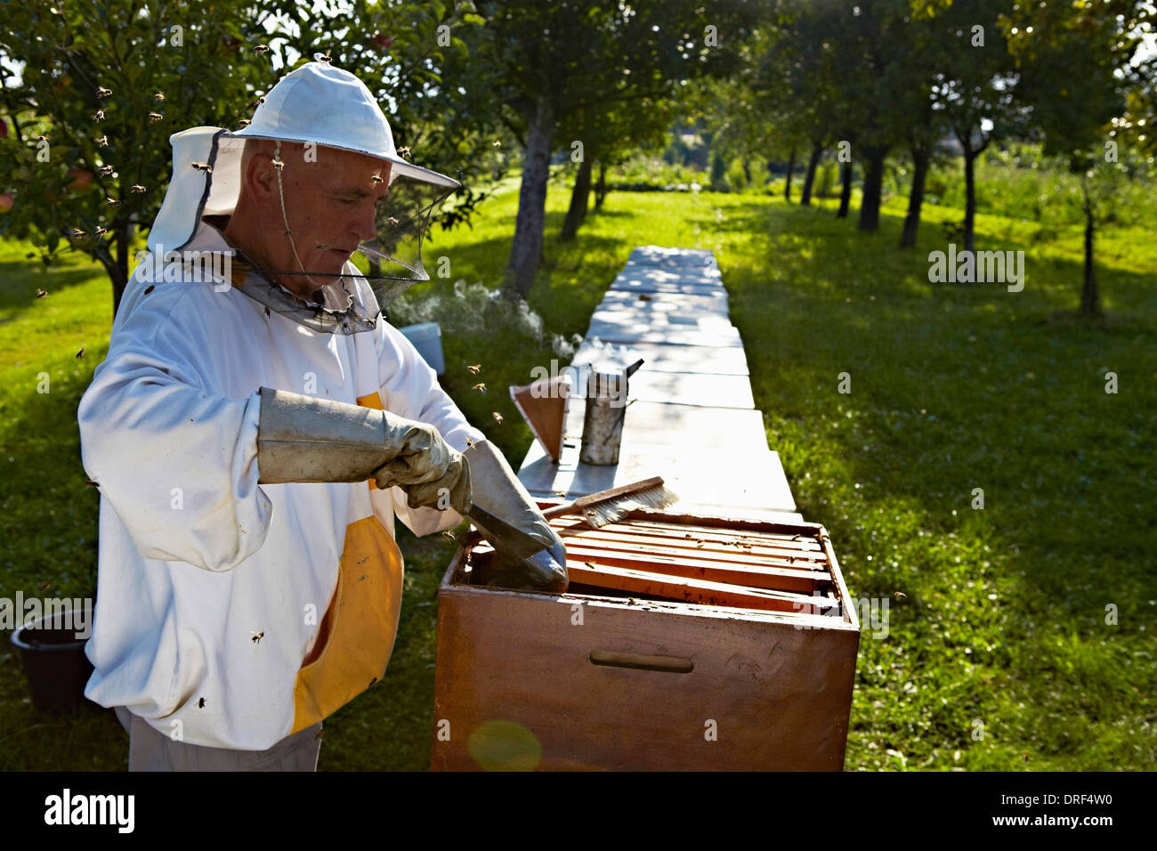 Apiculteur de jardin, Italy, Europe Banque D'Images