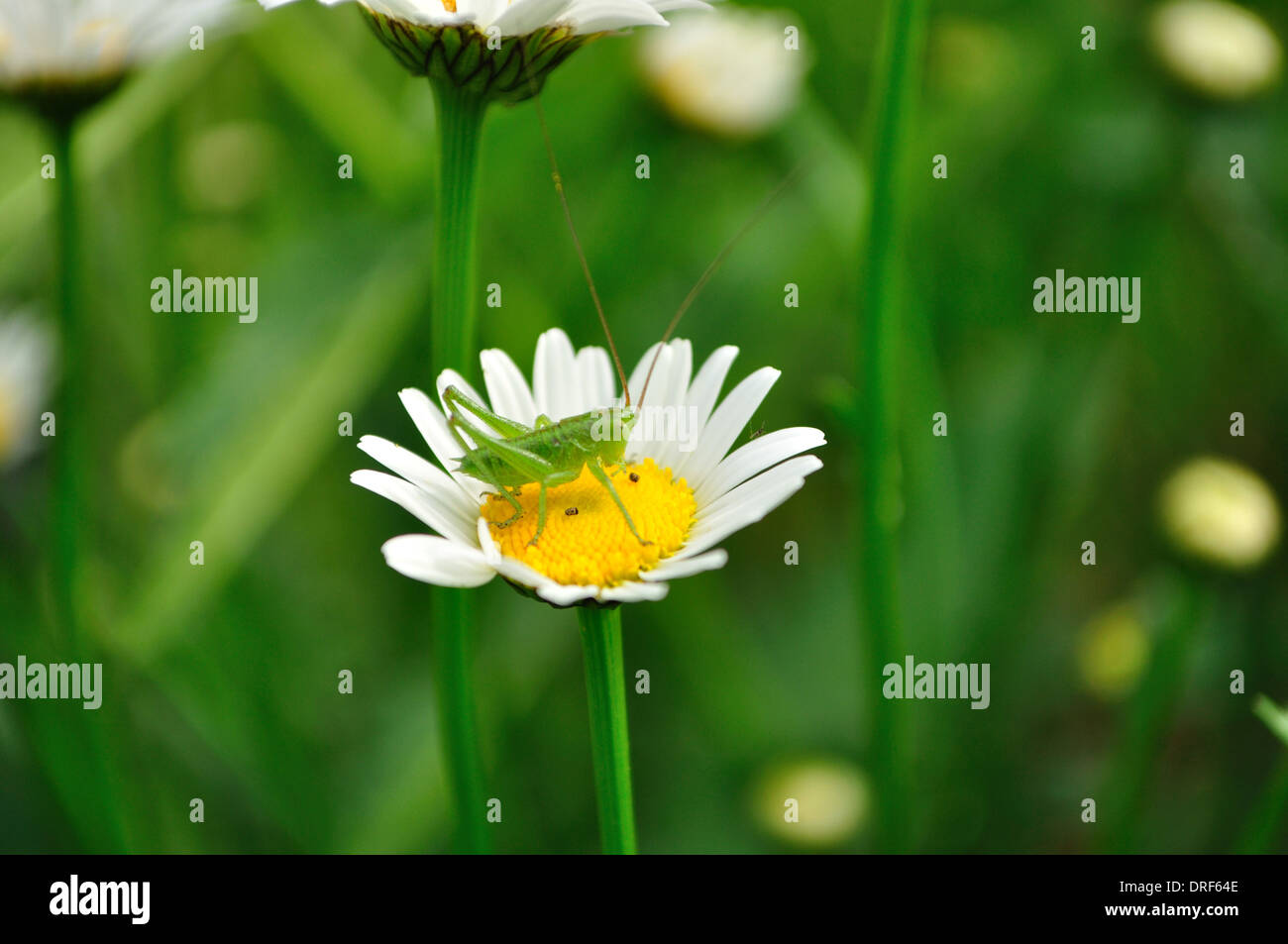 Grand Green Bush-Cricket assis sur une fleur Banque D'Images