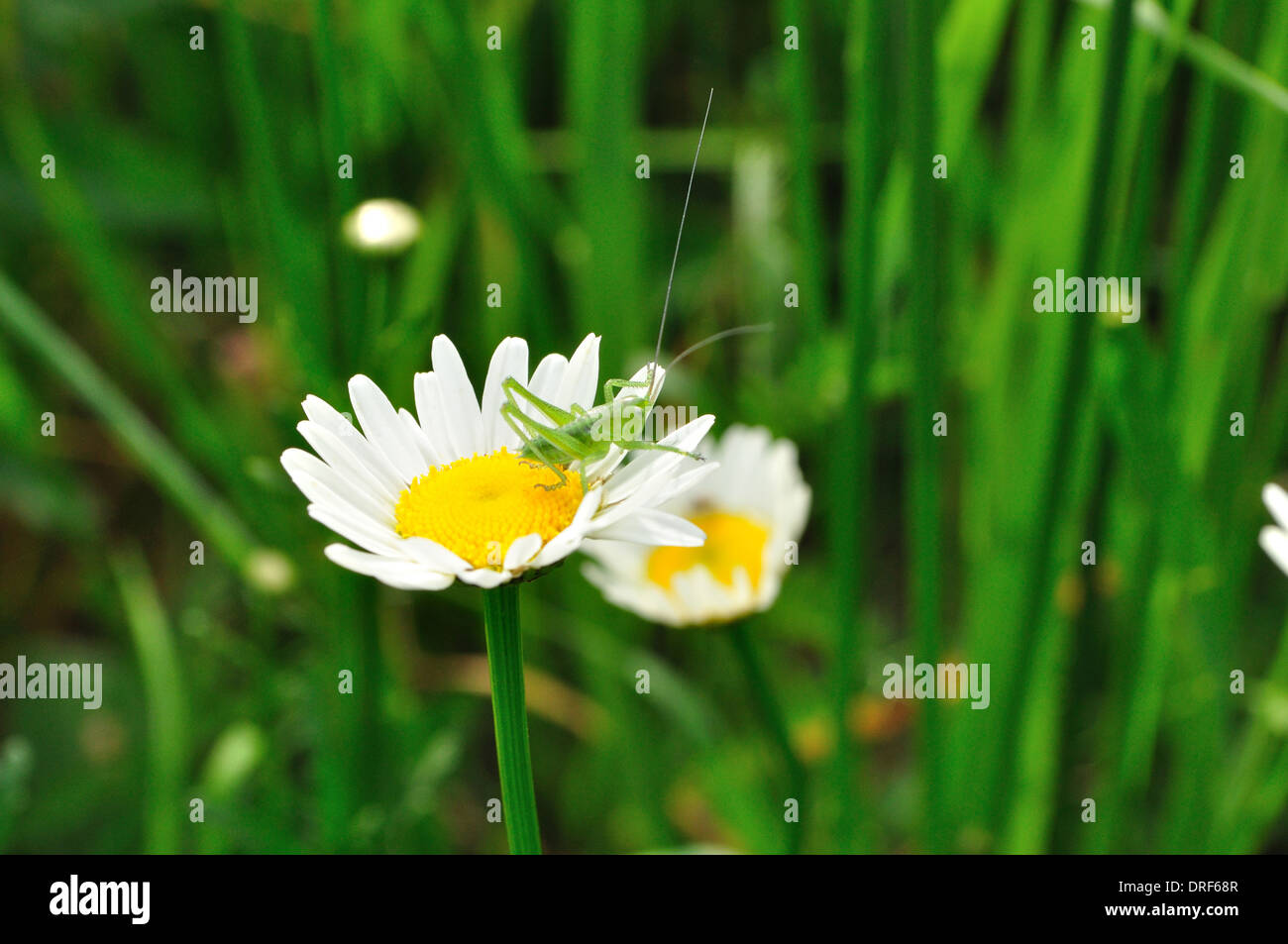 Grand Green Bush-Cricket assis sur une fleur Banque D'Images