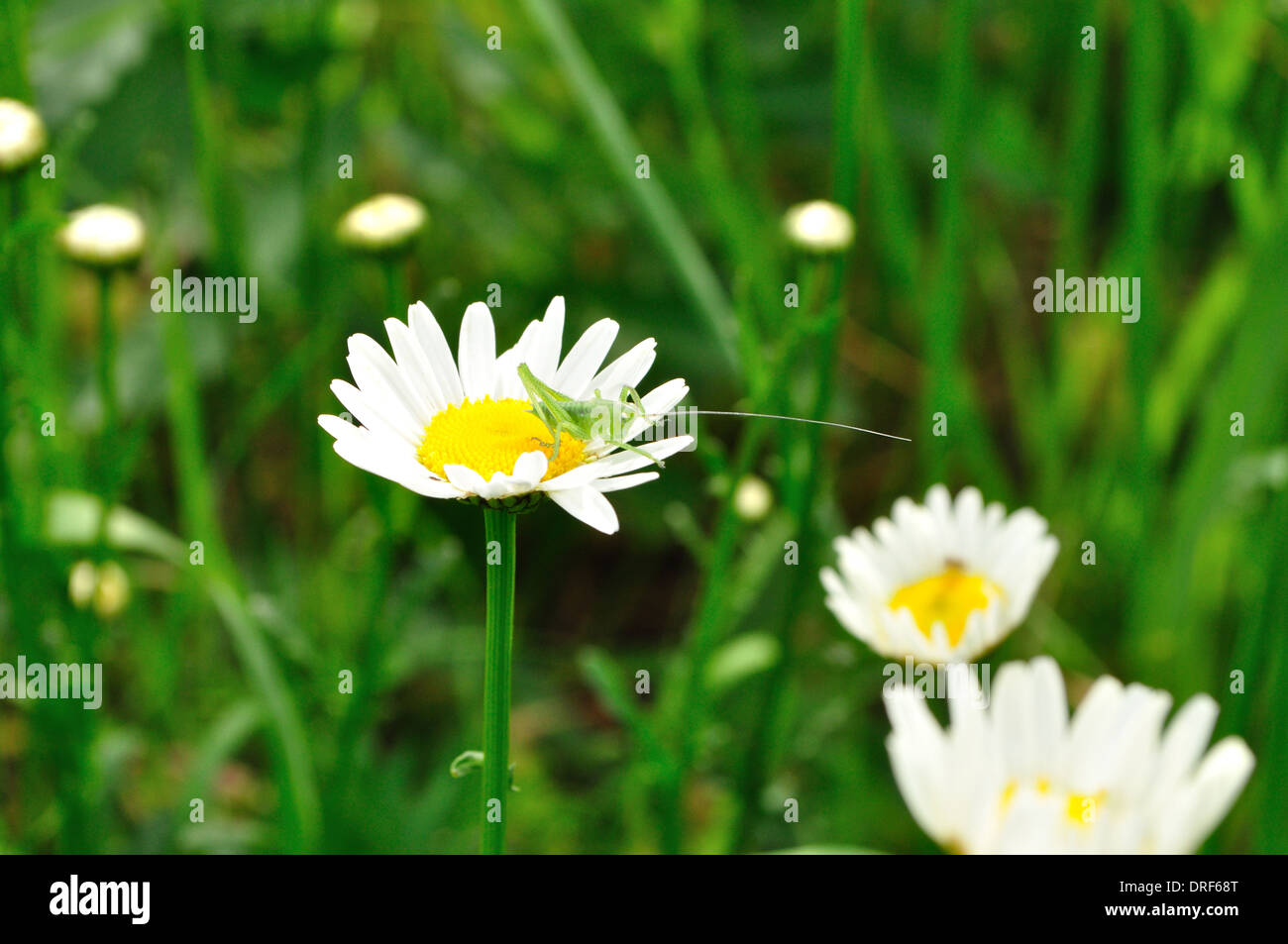 Grand Green Bush-Cricket assis sur une fleur Banque D'Images
