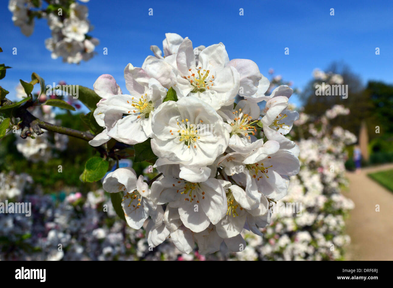 Malus Evereste (Crab Apple) Hedge en fleurs à RHS Garden Harlow Carr, Harrogate, Yorkshire Banque D'Images