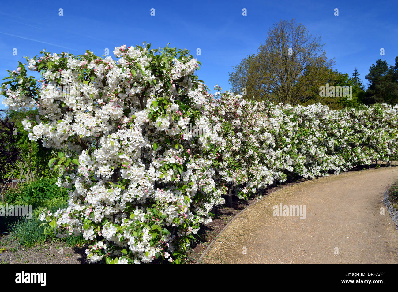 Malus Evereste (Crab Apple) Hedge en fleurs à RHS Garden Harlow Carr, Harrogate, Yorkshire. Banque D'Images