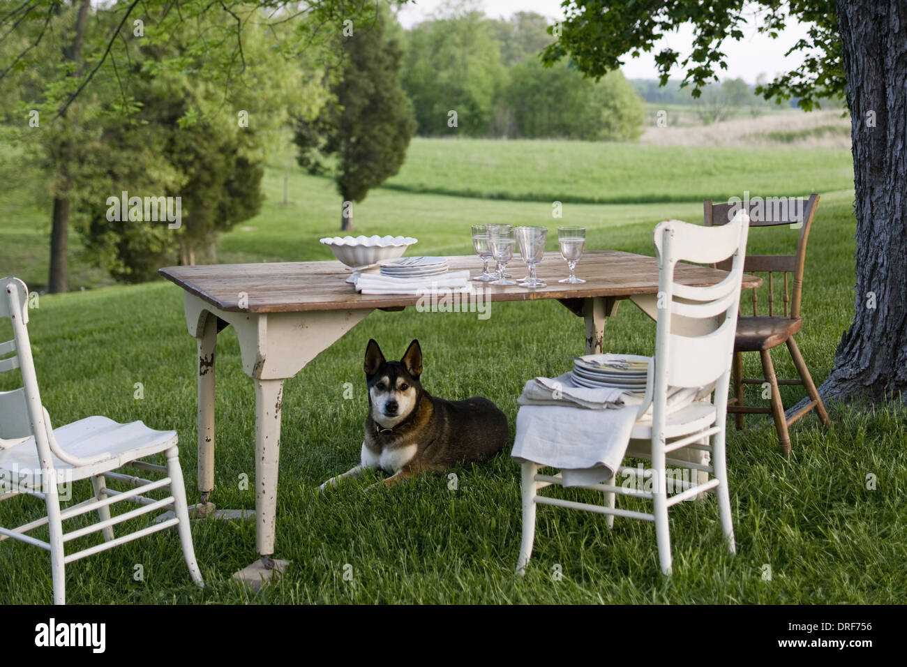 Maryland USA Chine blanc table les chien de garde sous la table Banque D'Images