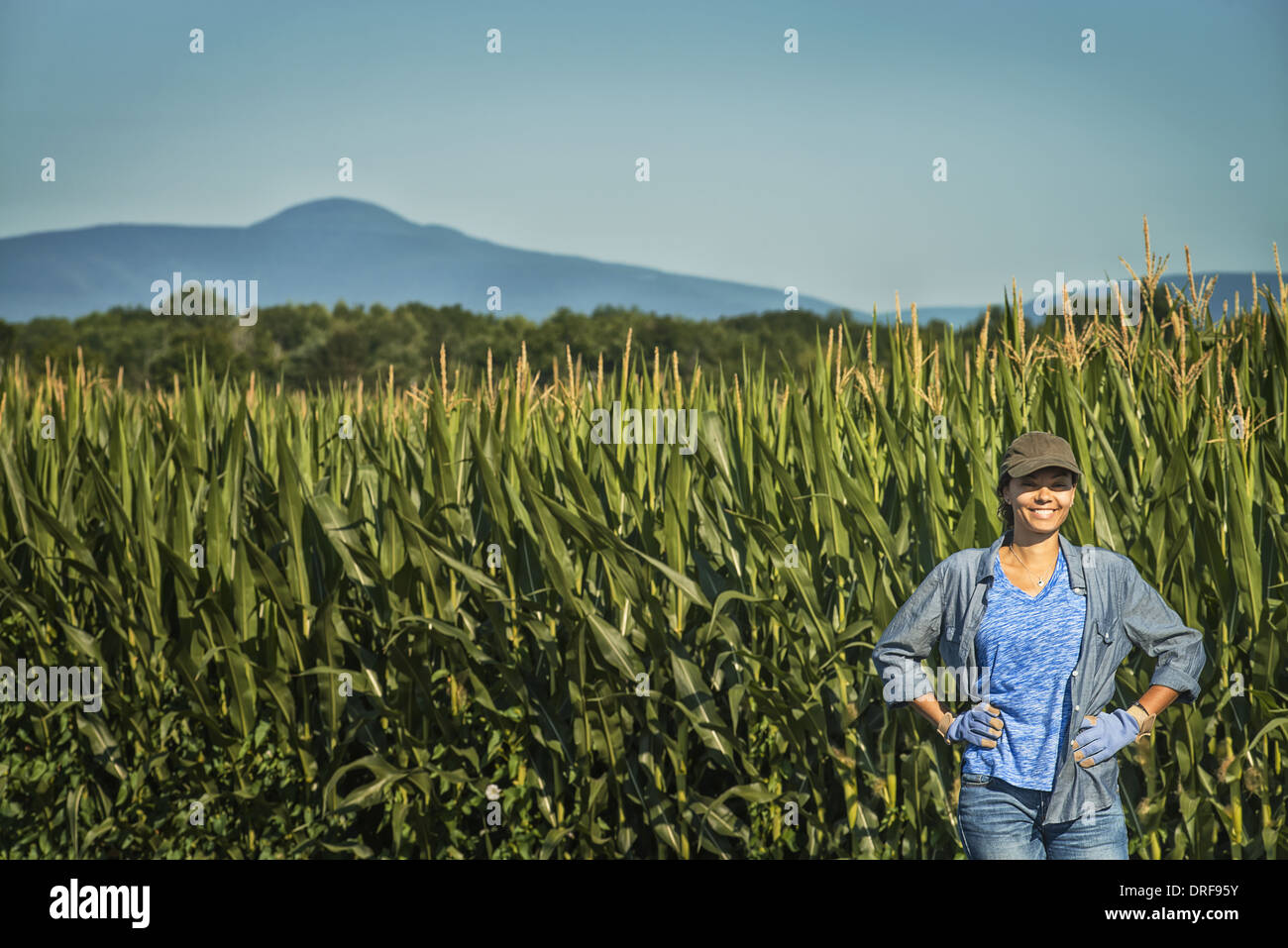 L'état de New York USA field of tall plants de maïs dominant woman Banque D'Images